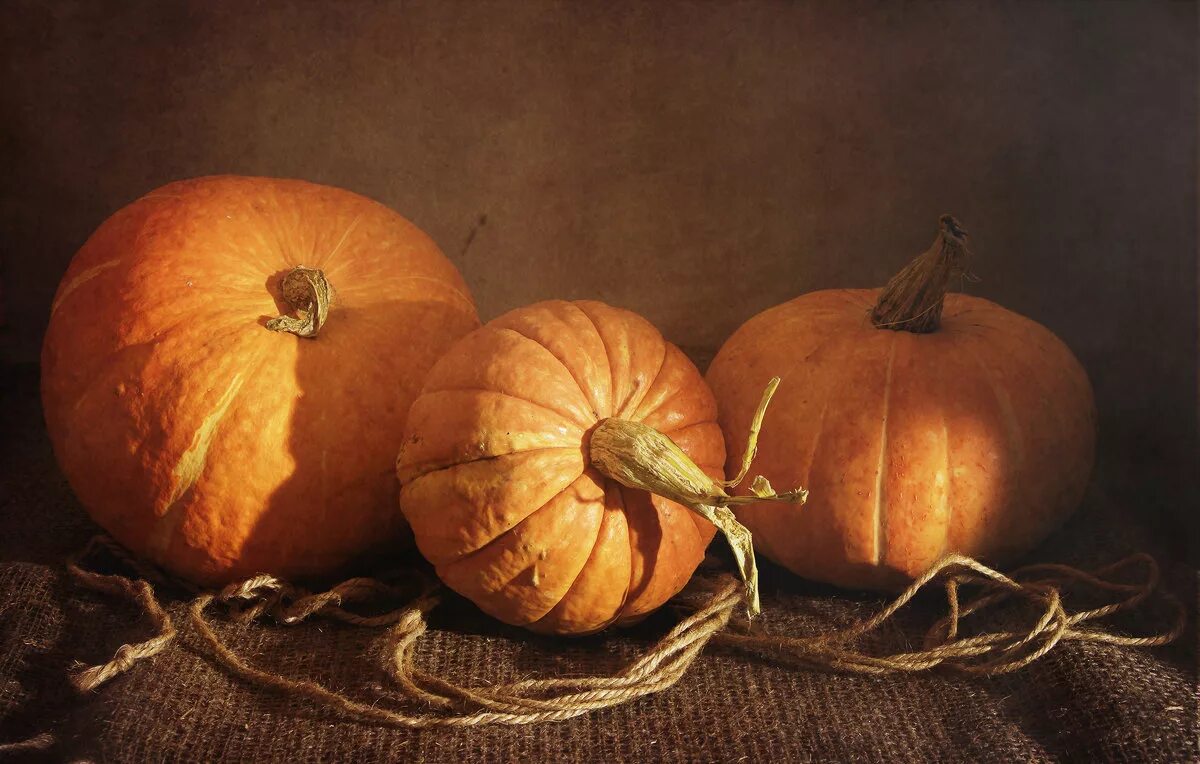 Тыква декоративная апельсинка. Через тыкву. Тыква сорт оранж. Тыква в огороде. Тыква сорт цукат.