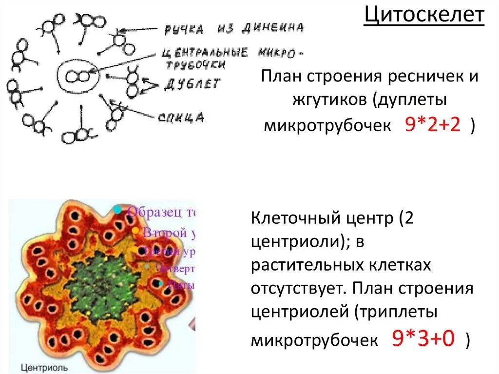 Строение трубочек. Структура ресничек и жгутиков. Строение ресничек и жгутиков клетки. Строение жгутика триплеты дуплеты. Строение жгутика триплеты.