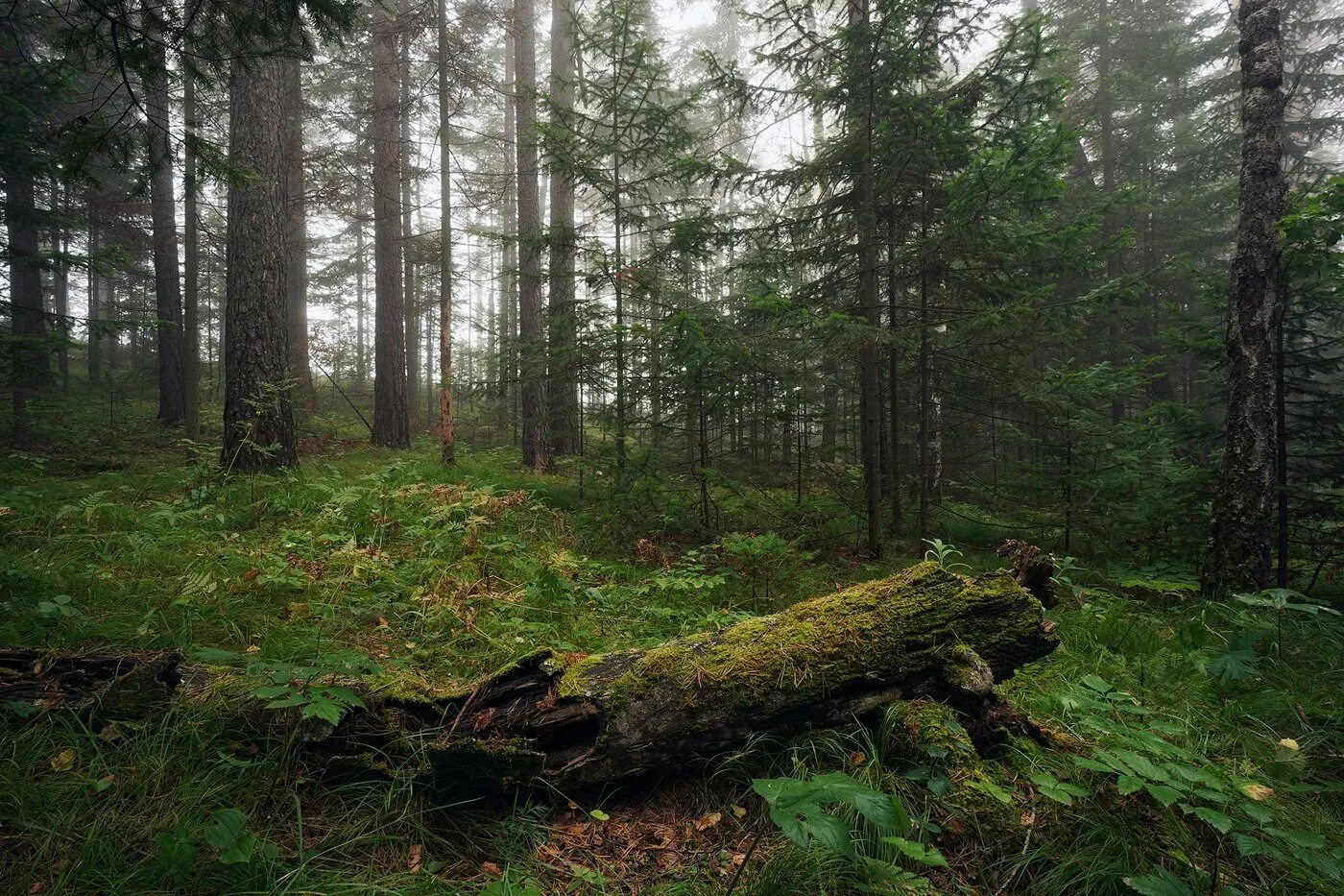 Ельник черничник. Лесная опушка ельник. Сосняк черничник. Лесная опушка дремучего леса. Ельники Лесная Поляна.