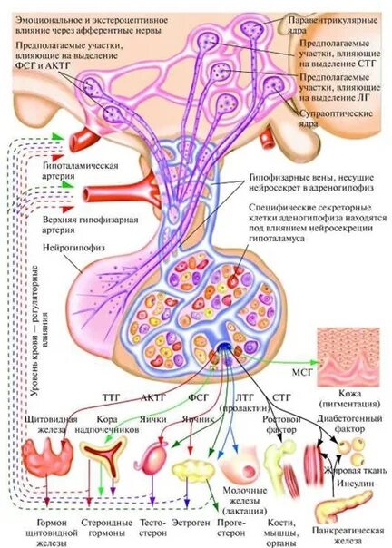 Гипофиза гипоталамо гипофизарная система. Схема строения гипоталамо гипофизарной нейросекреторной системы. Схема связей гипоталамуса и гипофиза. Схема функционирования гипоталамо гипофизарной системы. Регуляторные гормоны гипоталамо-гипофизарной системы..
