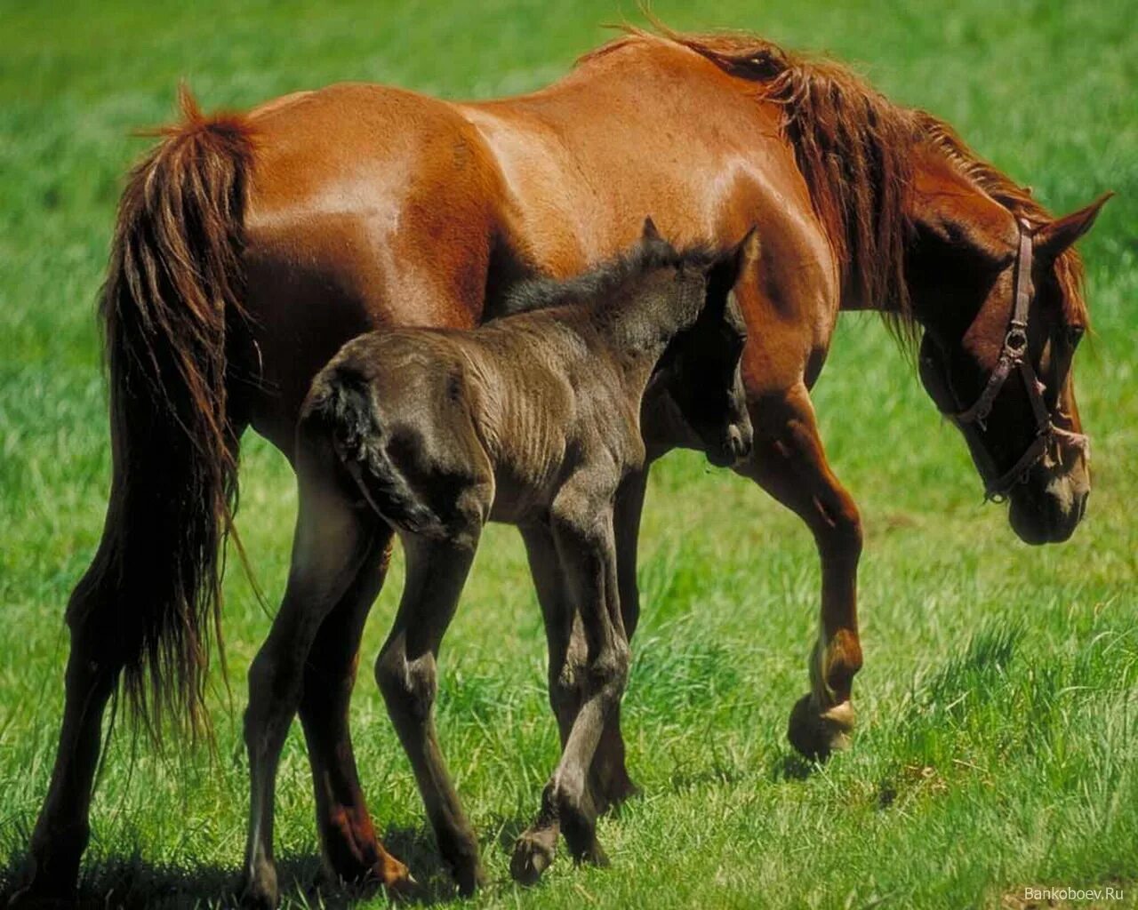 Лошадь гуашью постепенно. Сообщение о лошади. Коневодство 4 класс. Презентация на тему коневодство. Интересные факты олошедях.