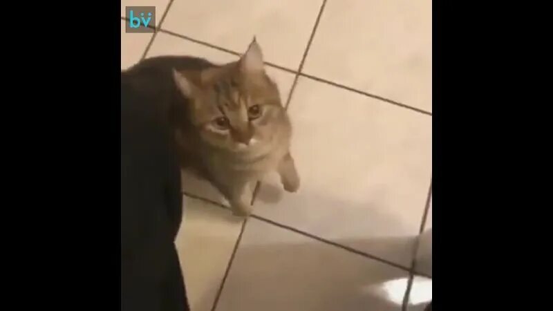 Личное дело котэ. Группа котлар. Талкитна мэр. Кот управляющая березовский. Конкурс детских рисунков.