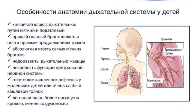 Ожог верхних дыхательных путей соответствует. Анатомия дыхательных путей у детей. строение дыхательных путей у детей. строение дыхательной системы у детей. анатомия дыхательной системы у детей.
