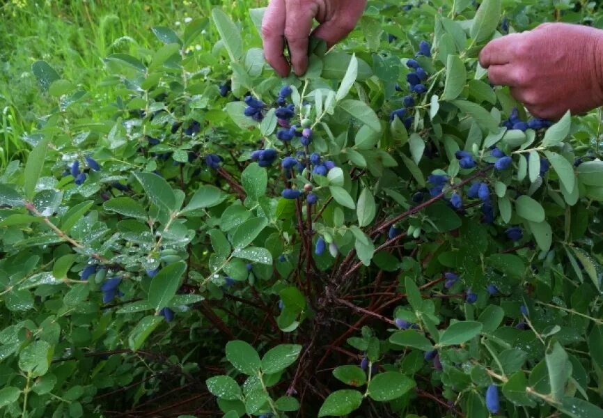 Жимолость съедобная кустарник. Жимолость Садовая куст. Жимолость съедобная Сластена. Жимолость синяя куст. На какой год плодоносит жимолость после посадки