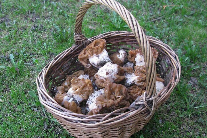 Какие грибы в мае. Весенние грибы подмосковья. первые грибы в апреле. первые грибы весной в подмосковье. грибы в мае.