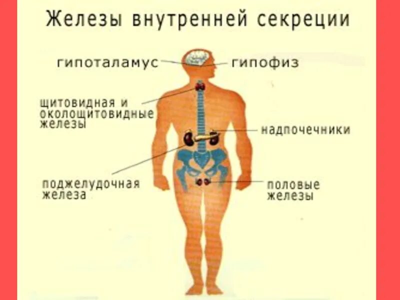 Схема расположения желез внутренней секреции организма. Рис 59 железы внутренней секреции. Железы внутренней секреции человека (ЖВС).. Месторасположение желез внутренней секреции рисунок. Жвс это