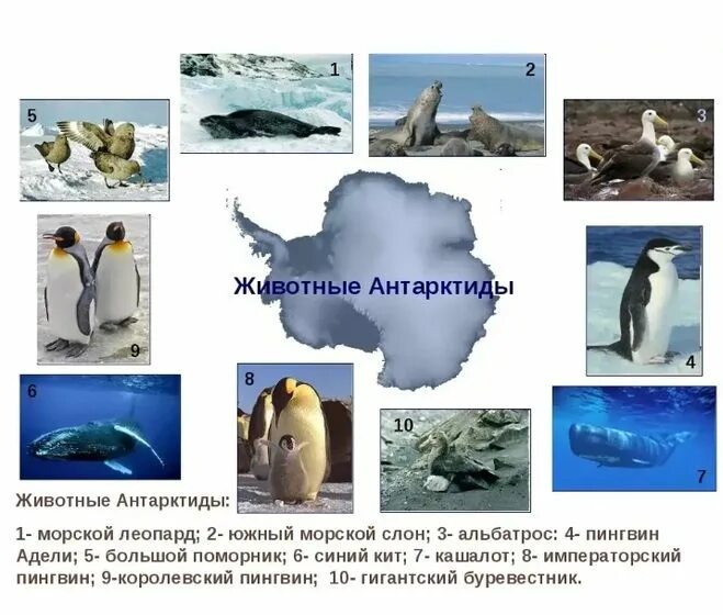 Типичные обитатели антарктиды. Животный мир антарктиды 4 класс окружающий мир. животные материков антарктида. антарктида материк растительный мир. животные живущие в антарктиде.