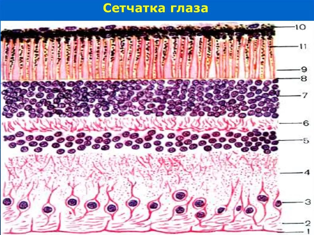 Строение сетчатки глаза гистология. Палочки и колбочки сетчатки гистология. Слои сетчатки глаза гистология. Сетчатка гистология препарат. Сетчатка ткань