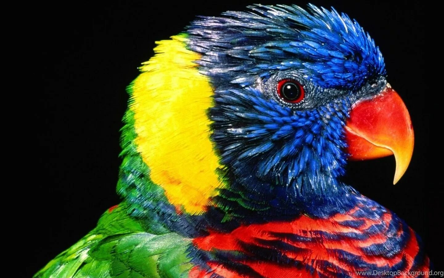 Пестрый 10. Яркие птицы. Яркий попугай. Разноцветный попугай. Пестрые яркие птицы.