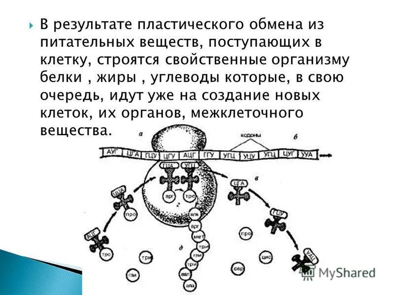 белки свойственные организму строятся