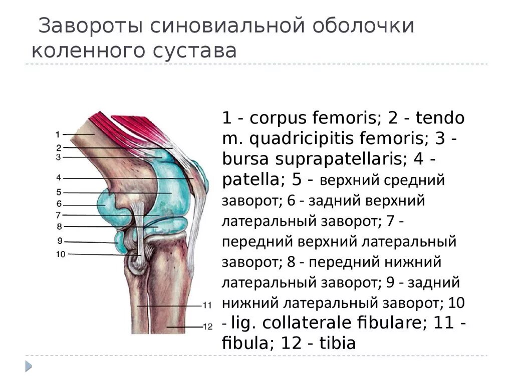 Суставная сумка коленного сустава. Верхний заворот коленного сустава. Завороты коленного сустава анатомия. Синовиальные сумки коленного сустава анатомия. Верхний заворот коленного сустава анатомия.