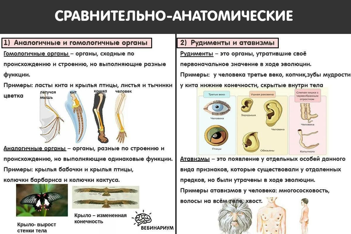 Сравнительно анатомические доказательства эволюции это