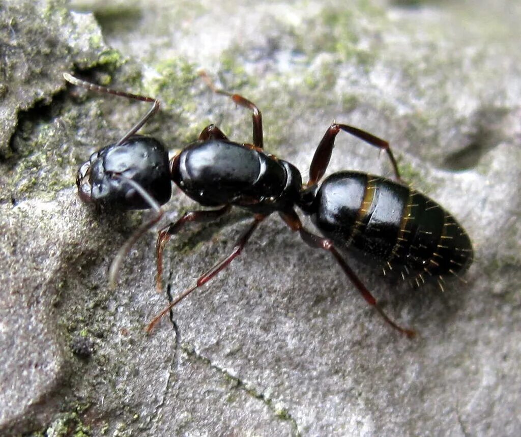 Муравьиный вид. Пахучий муравей-древоточец. Чёрный муравей-древоточец. Большой черный муравей древоточец. Древоточец кампонотус.