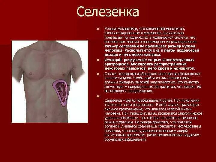 Селезенка у женщин. Селезенка человека. Расположение селезенки. Селезенка место расположения. Селезенка располагается в.