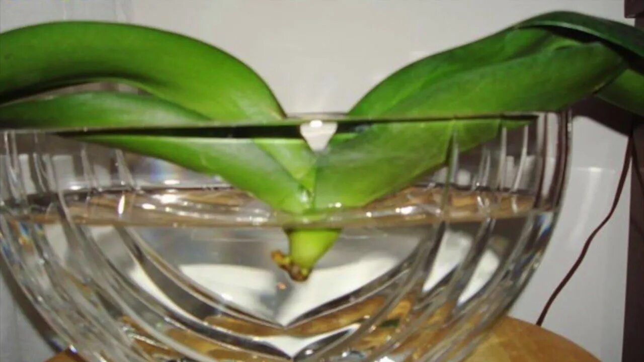 Орхидея фаленопсис реанимация.