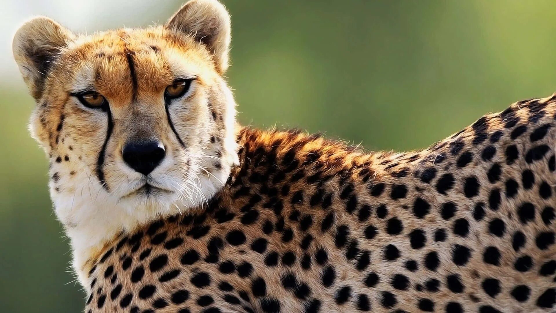 Суперхищники гепард. Гепард фото. Гепард 4к. Красивые животные.