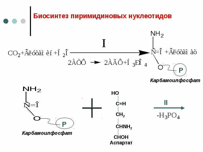 Реакция образования карбамоилфосфата. Карбамоилфосфат Синтез. Биосинтез пиримидиновых нуклеотидов. Синтез пиримидиновых нуклеотидов.