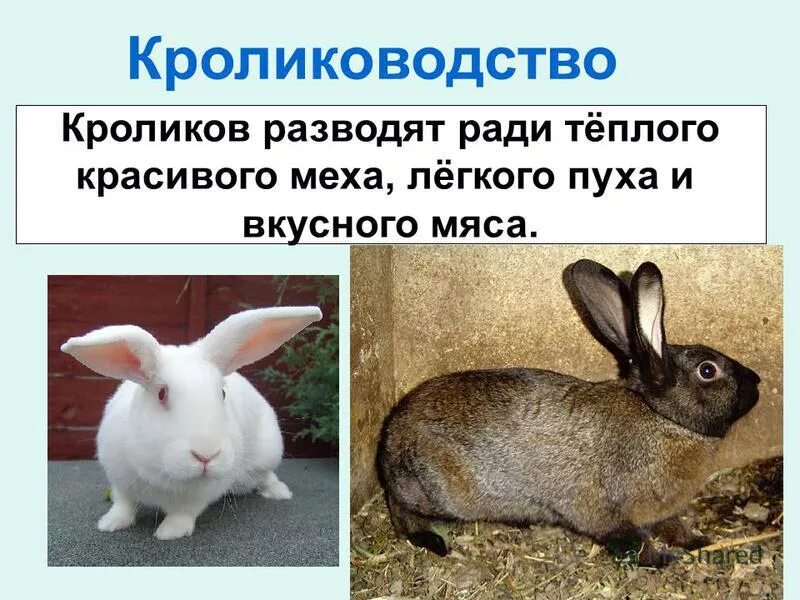 К каким животным относятся кролики. Кролиководство доклад. Кролиководство презентация. Презентация на тему кролики. Необычные факты о кроликах.
