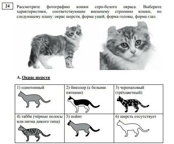 ОГЭ биология 2022. Рассмотрите фотографию кошки. Задания с котиками. ОГЭ по биологии задания.