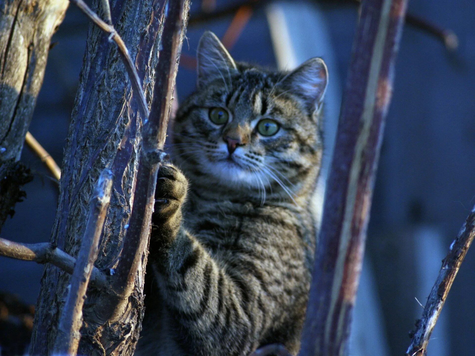 Мартовская кошечка. Мартовский кот. Мартовская кошка.