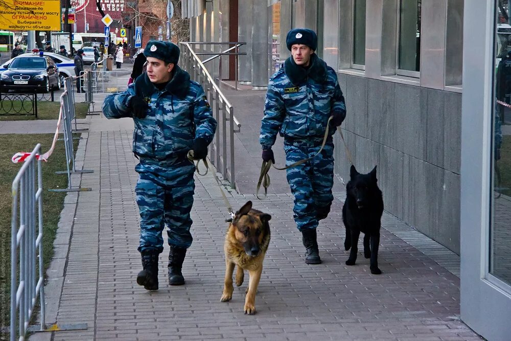 Полицейский кинолог. Полицейский с собакой. Кинолог в полиции. Кинолог Москва. Московских кинолог