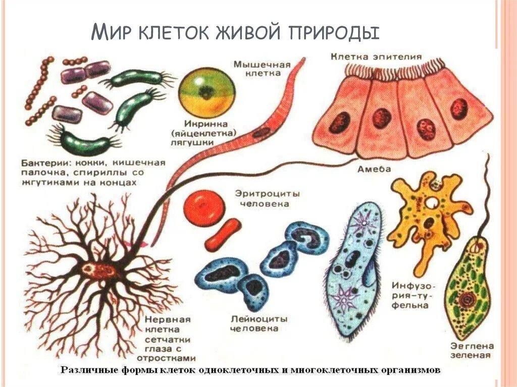 Форма клетки живого организма