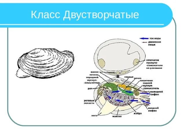 Способ питания двустворчатых. Схема строения двустворчатого моллюска. двустворчатые моллюски схема. схема строения раковины двустворчатого моллюска. строение раковины двустворчатых моллюсков схема.