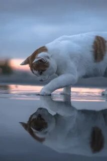 Дзен кот плывущий