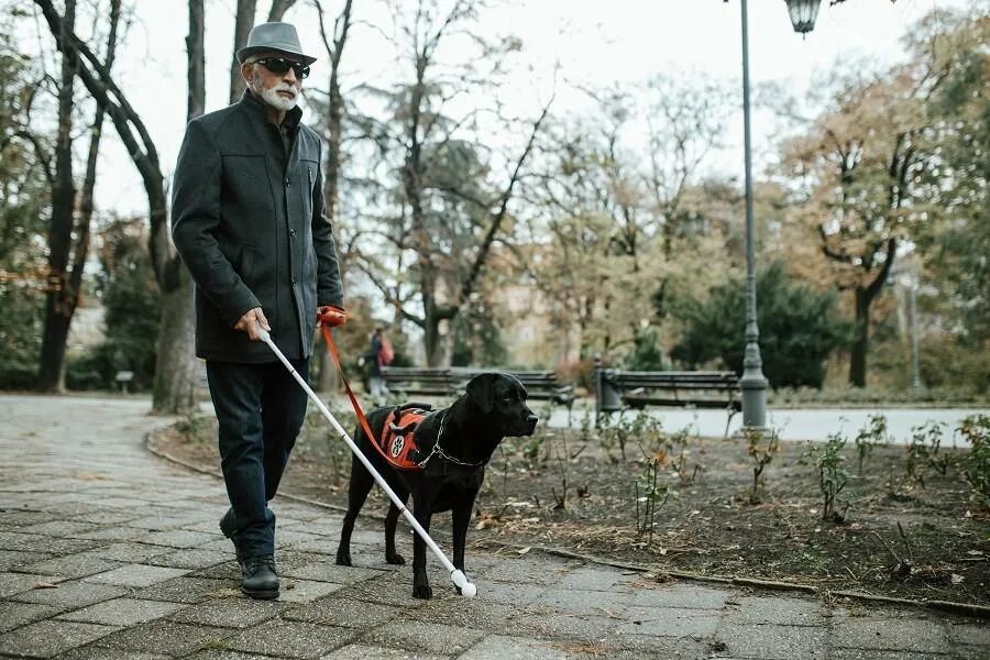 Поводырь рассказ на дзен. Собака поводырь. Собака поводырь для слепых. Человек с собакой поводырем. Слепой в парке.