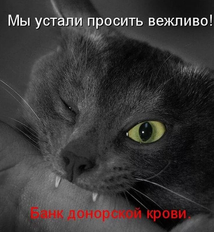 Животные чуть чуть. Смешные мысли кота. Котики с надписями. Мысли котов приколы. Злой котик с надписью.