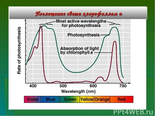 Поглощение света хлорофиллом. Спектр поглощения хлорофилла. Спектр поглощения света хлорофиллом. Максимум поглощения хлорофилла а. Хлорофиллы поглощают свет