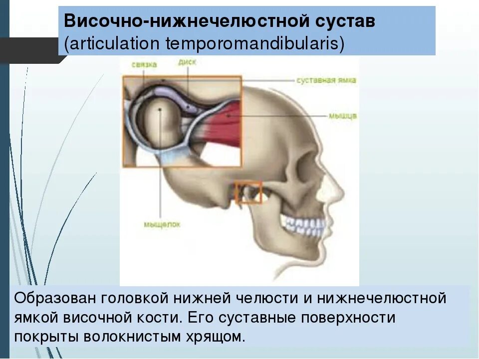 Височно-нижнечелюстной сустав анатомия. Синовиальная мембрана височно нижнечелюстного сустава. Височно-нижнечелюстной сустав анатомия строение. Верхнечелюстной сустав ВНЧС.