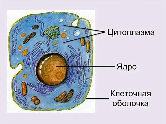 Клетка человека изображение. Ядро цитоплазма клеточная мембрана. Строение цитоплазмы клетки. Строение клетки ядро цитоплазма. Строение клетки: оболочка клетки, цитоплазма, клеточное ядро..