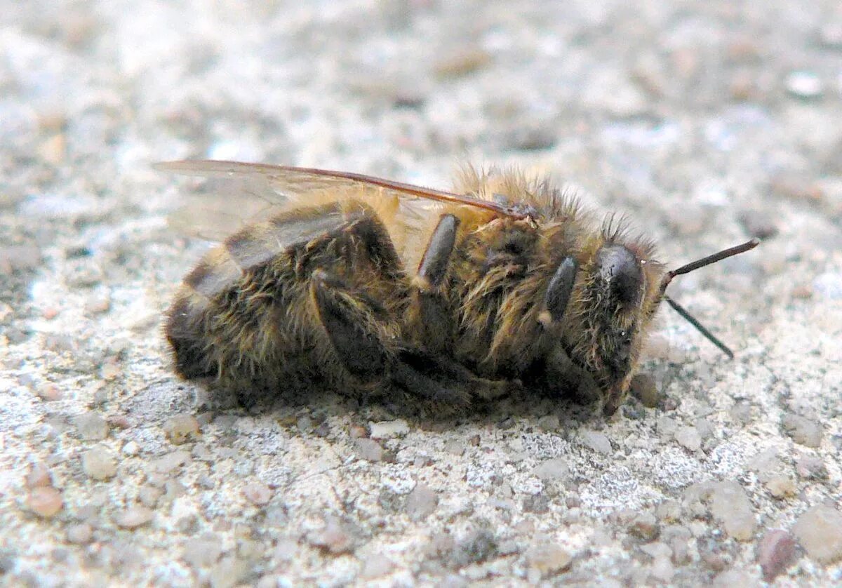 Пчелы гибнут. Септицемия пчел. Болезнь пчёл септицемия. Вымирание пчел. Исчезновение пчел.
