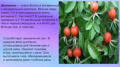 Шиповник 2