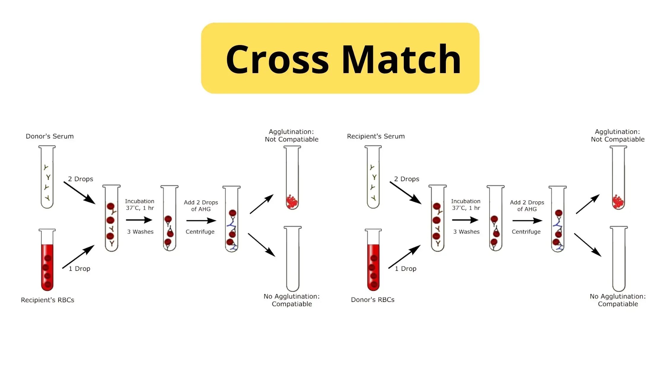 Cross тест. Кросс матч. cross match тест. кросс матч реакция. cdc cross match.