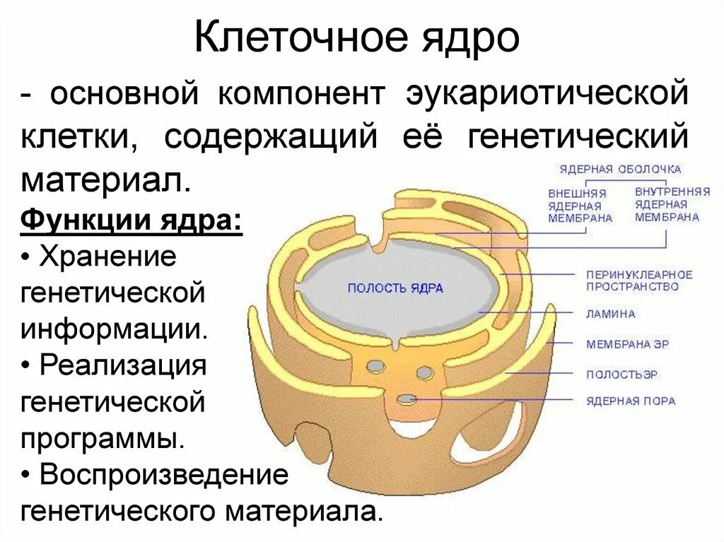 Морфология ядра клетки.. Основные компоненты ядра. Функциональная морфология это. Функциональная морфология клетки.