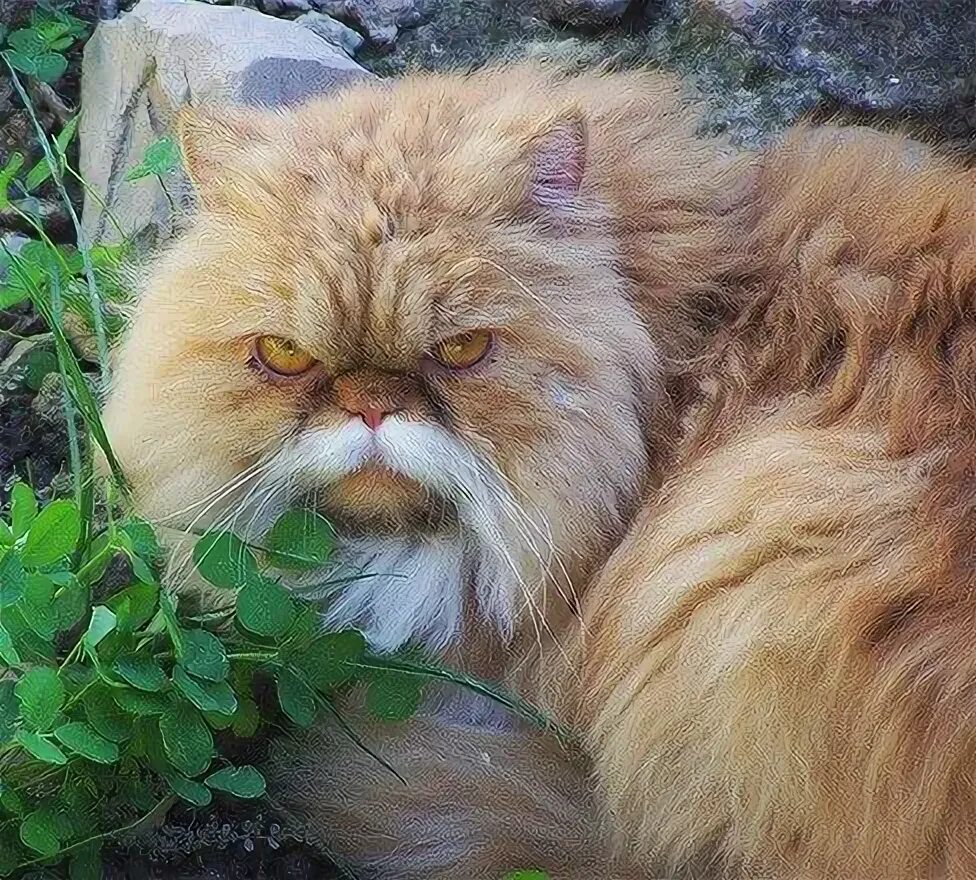 Кот с бородой мем Что за мем с котом Бендером и козой в Тик Ток, откуда мем с котом и козой