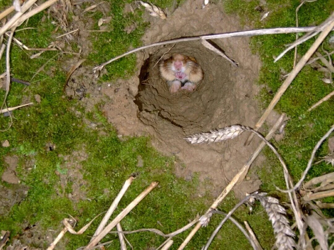Premium Photo European Polecat (Mustela putorius)