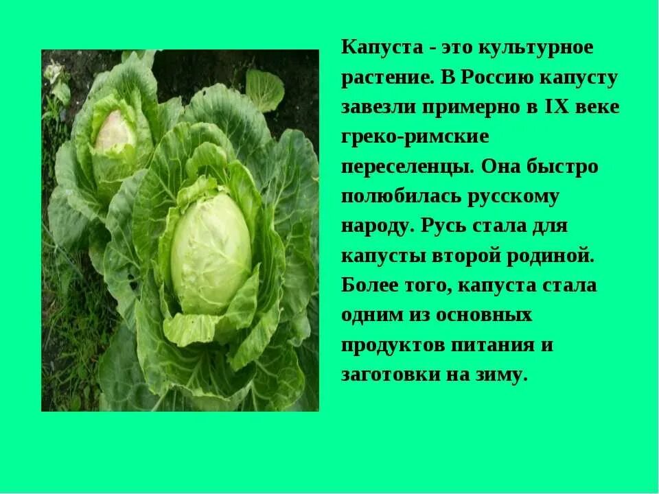 Капуста белокочанная двулетнее растение. Капуста это культурное растение. Семейство крестоцветных культурное растение капуста. Презентации на тему капуста. Капуста (род).