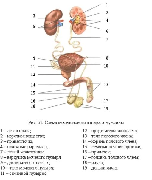 Сколько органов у мальчиков