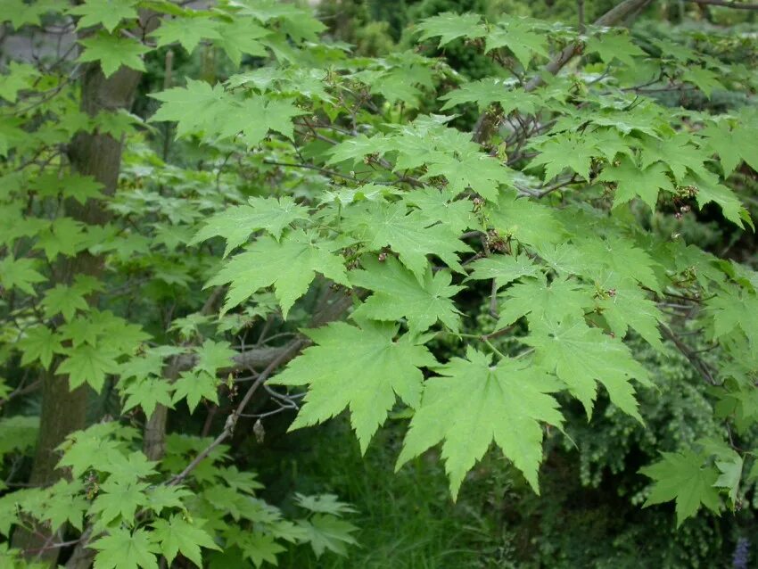 Клен ложноплатановый лист. Acer (клен) plat. Клен ложноплатановый (acer pseudoplatanus). На что похож маленький клен. Acer freemanii 'armstrong'.