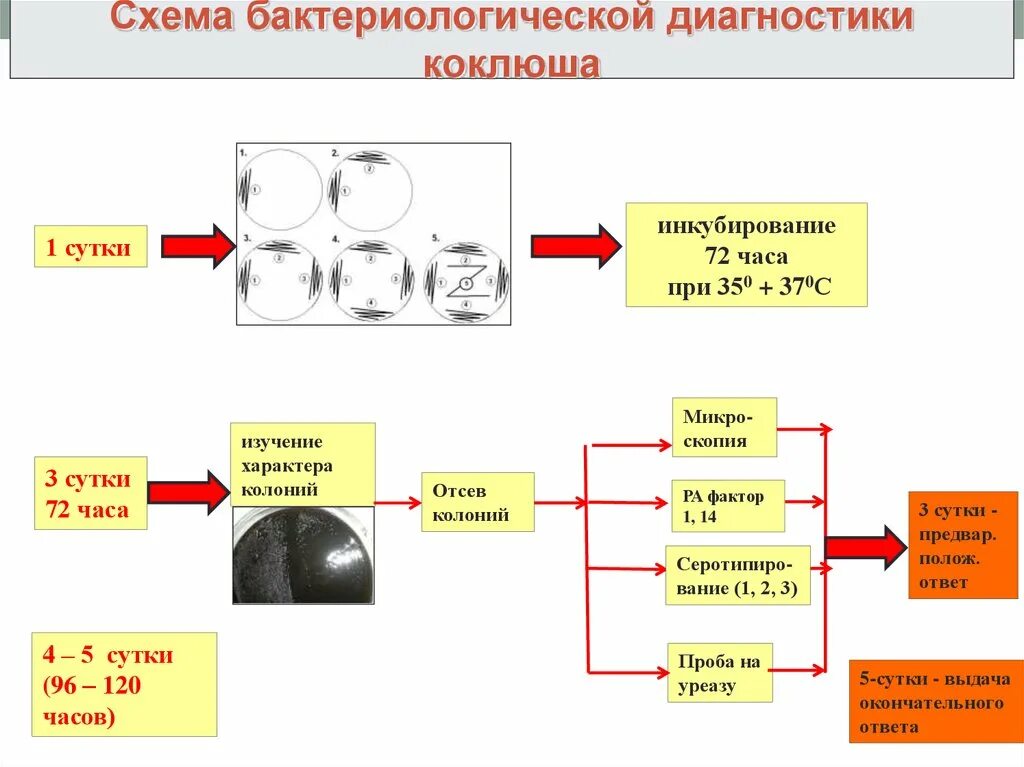 Схема лабораторной диагностики коклюша. Бактериологический метод диагностики коклюша. Схема бактериологического посева коклюша. Схема исследования на коклюш.