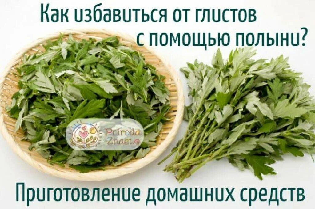 Настойка полыни от паразитов. Полынь трава от гельминтов. полынь горькая от глистов. полынь трава от глистов. полынь лечебная против паразитов.