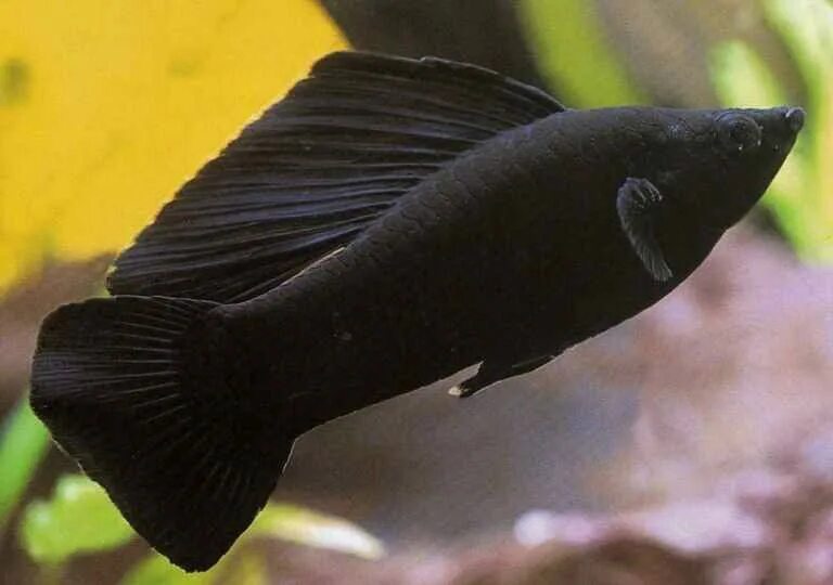 Моллинезия аквариум рыбка. Моллинезия Велифера черная. Чёрная Молли (Моллинезия). Моллинезия парусная Велифера. Моллинезия Велифера Нигра.