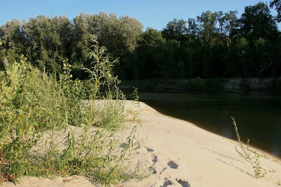 Ольха дальневосточная. Кустарниковые заросли. Река хопер макашевка. Ольха сибирская. Летяжевка (станция).