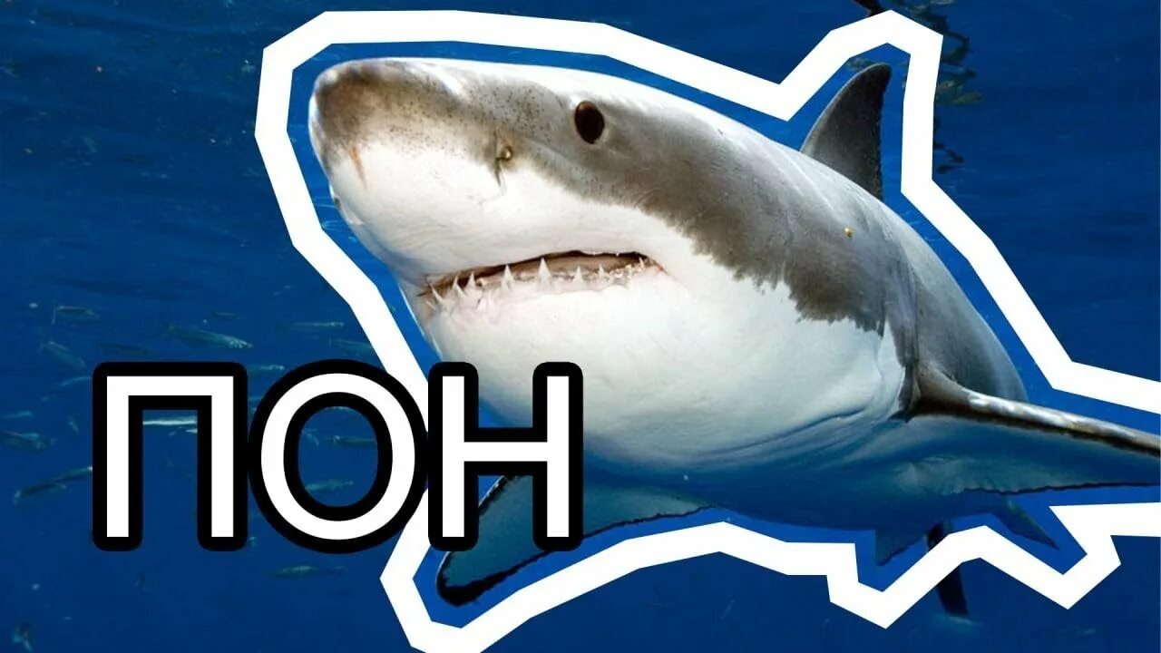 Пон акула. Акула Мем. Мемы про акул. Пон меме акула.