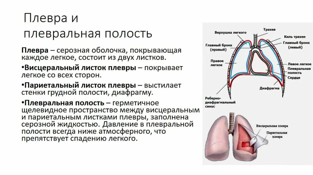 Дать определение легких. Плевра легких анатомия строение. Плевра строение листки плевральная полость синусы. Плевра и плевральная полость анатомия. Плевра строение листки.