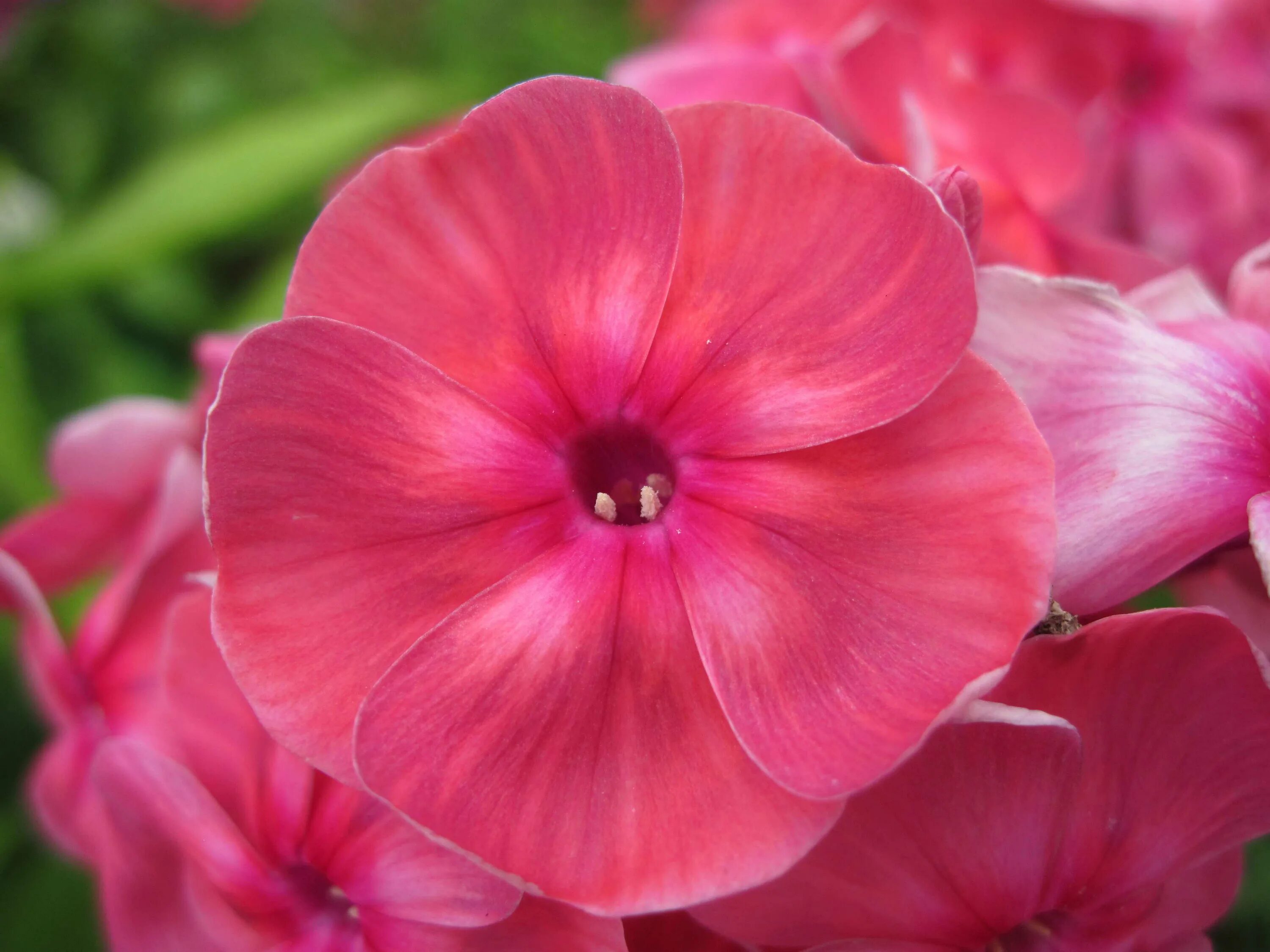 флокс любовь орлова с 1,5. флокс любимый. флокс метельчатый сирень. флокс любимый. флокс любовь орлова ￼285 ₽.