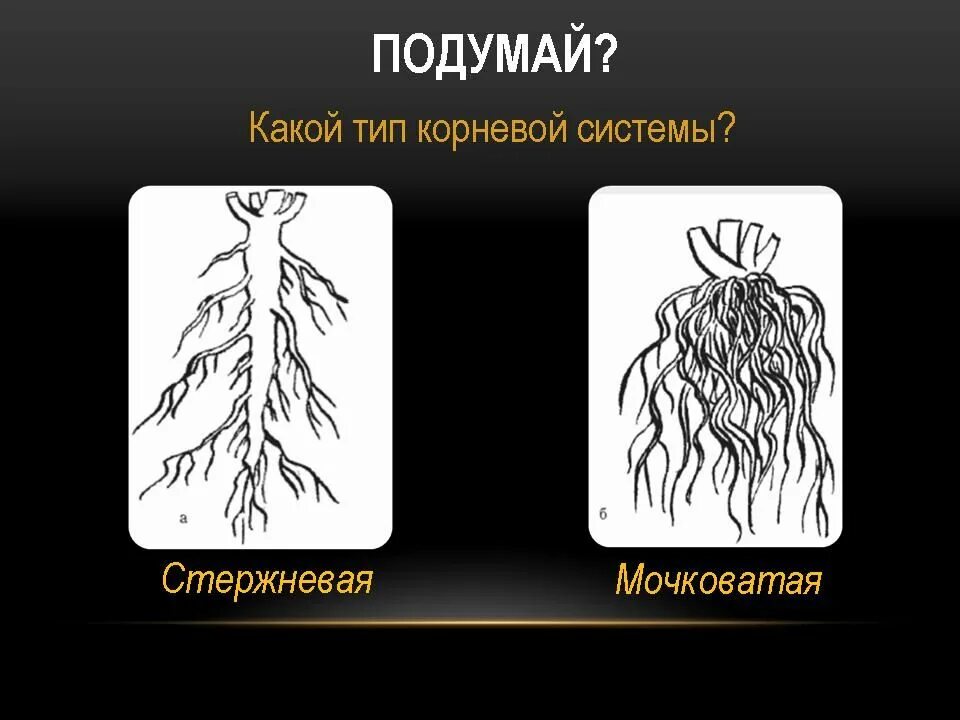 Мочковатая корневая система примеры Фотографии корневых систем: стержневая и мочковатая Мудрость в деталях jazzophre